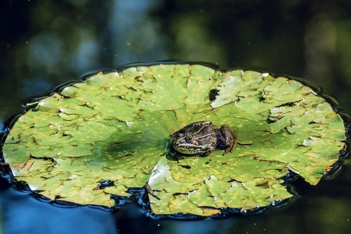 Naturgarten — Idyll für Mensch und Tier